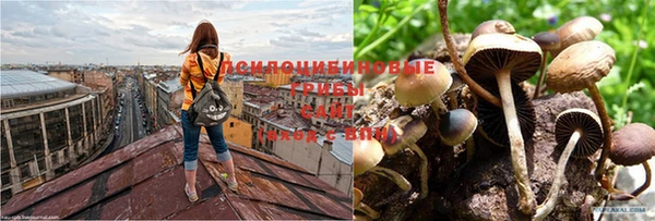 каннабис Арсеньев
