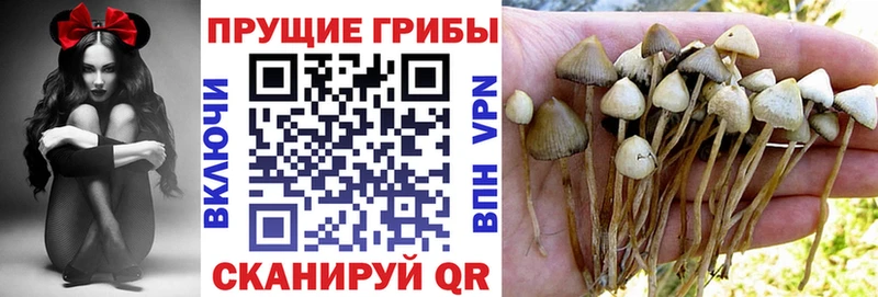 сайты даркнета наркотические препараты  Мензелинск  Псилоцибиновые грибы Magic Shrooms 